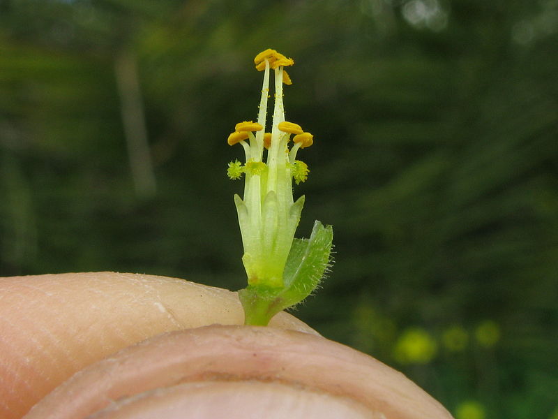 File:Oxalis pes-caprae flower8 (14727495774).jpg