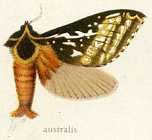 Oxycanus australis.jpg