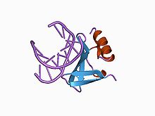Wild-type Sac7d (blue and orange) kinking DNA (lilac), from PDB: 1AZP PDB 1azp EBI.jpg