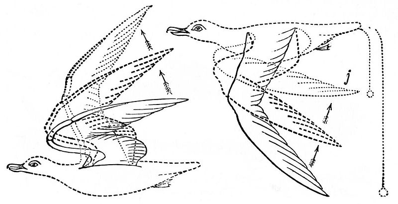 File:PSM V04 D556 Gulls flying.jpg