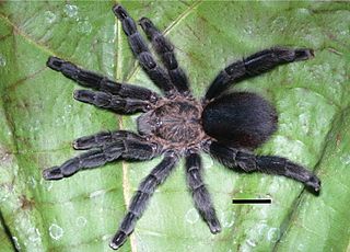 <i>Pachistopelma bromelicola</i> Species of spider