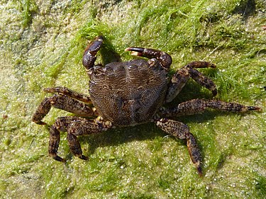 Pachygrapsus marmoratus (Decapoda: Grapsidae)