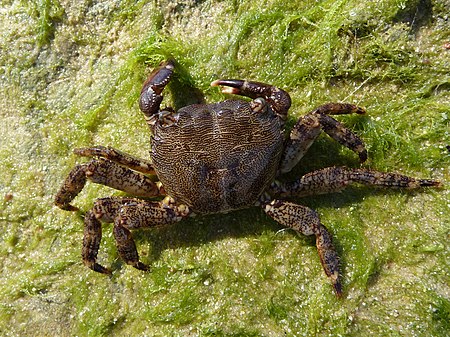 Pachygrapsus_marmoratus