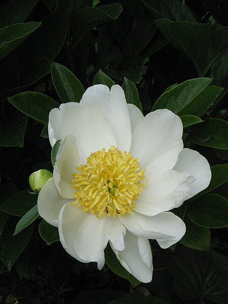 File:Paeonia lactiflora white2.jpg