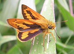 Palm dart hebbal.jpg