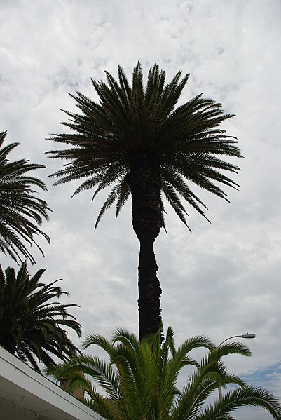File:Palm tree top.JPG