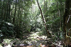 Paluma-Range-NP – Australiens südlichster tropischer Regenwald