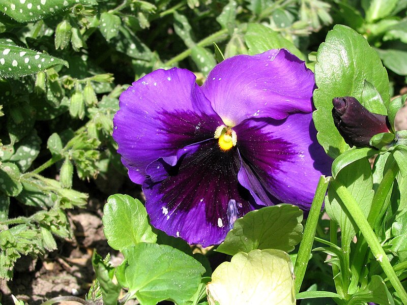 File:Pansy violets.jpg