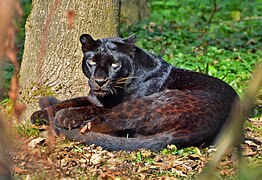 Jaguar (Panthera onca), (schwarze Morphe)