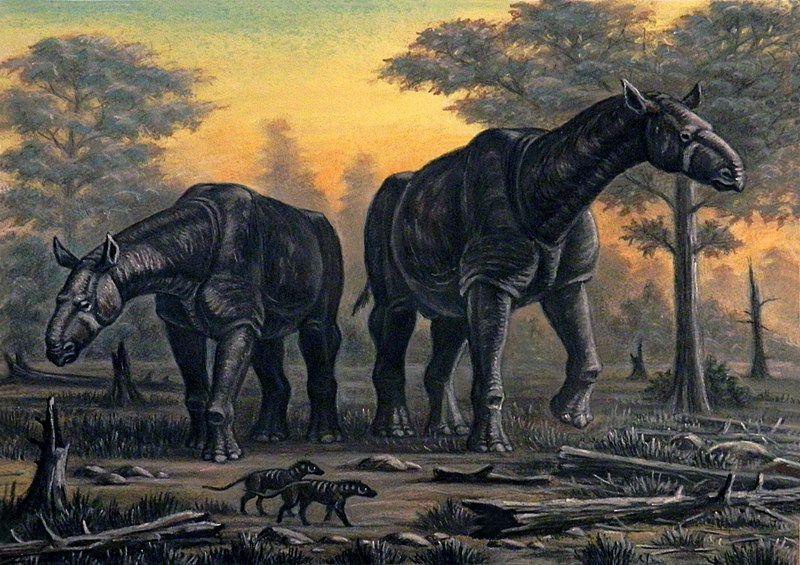 File:Paraceratherium transouralicum.jpg