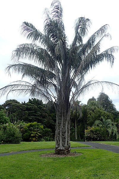 File:Parajubaea torallyi kz1.jpg