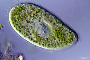 A single-celled ciliate with green zoochlorellae living inside endosymbiotically