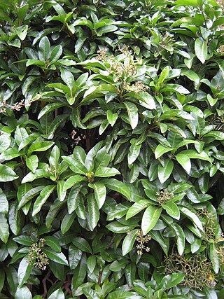 <i>Pisonia brunoniana</i> Species of flowering tree