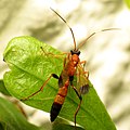 Parasitic Wasp - Flickr - treegrow (6).jpg