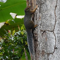 Usambara-Buschhörnchen