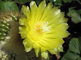 The flower of Parodia leninghausii