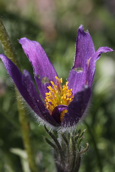 File:Pasqueflower - Pulsatilla vulgaris (26891814222).jpg