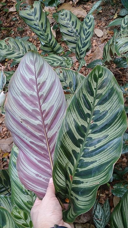  Calathea  makoyana Wikipedia  la enciclopedia libre