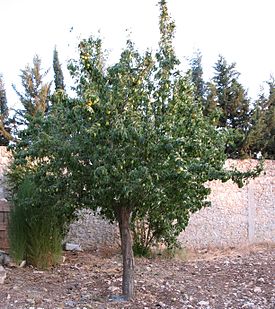 Vista generale di un albero con frutti