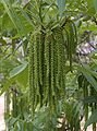 Male catkins in spring