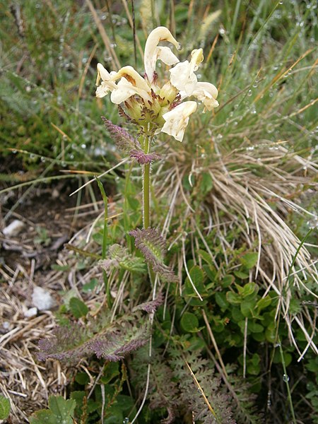 File:Pedicularis tuberosa RHu 01.JPG