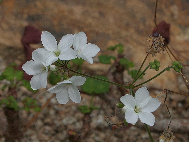 File:Pelargonium cotyledonis03.jpg