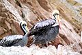 Pelícanos en las islas Ballestas.