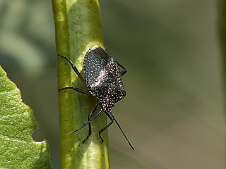 <i>Pellaea</i> (bug) Genus of true bugs