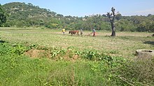 Agriculture in Buhera District People working on the land in a village in Buhera District, Manicaland, Zimbabwe.jpg