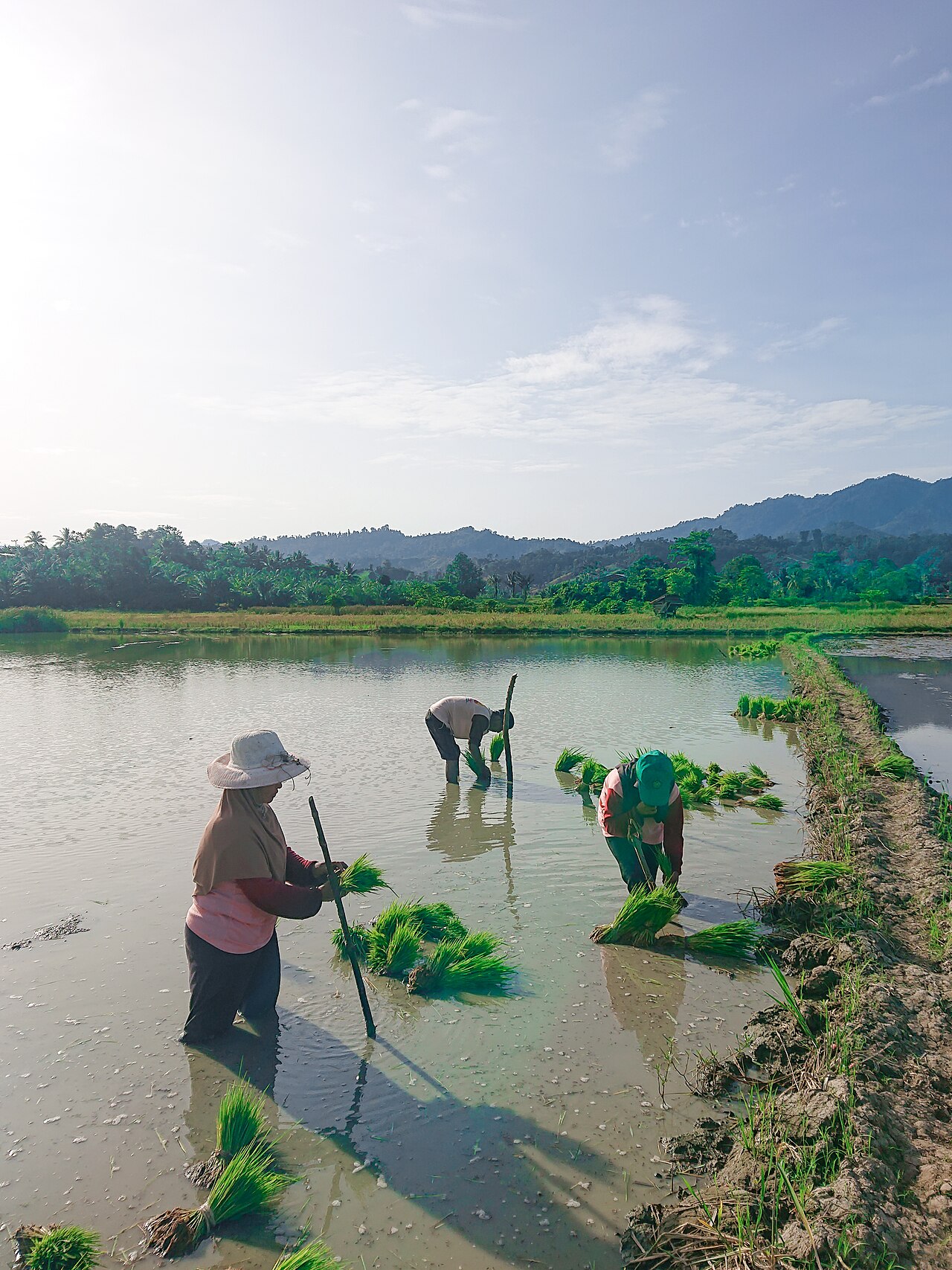 Peran perempuan di sawah