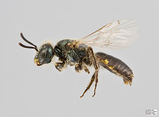 <i>Perdita bequaerti</i> Species of bee