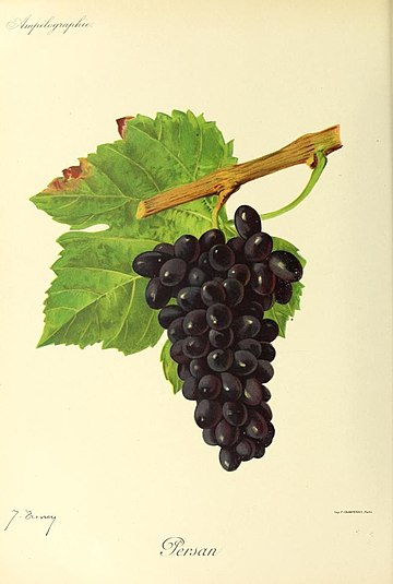 Persan (grape)