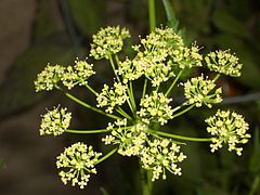 Flat-leaved parsley flower