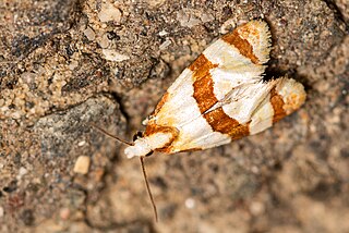 <i>Phalonidia albipalpana</i> Species of moth