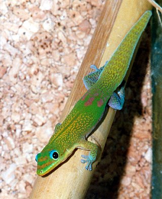 <span class="mw-page-title-main">Gecko</span> Lizard belonging to the infraorder Gekkota