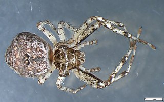 <i>Pherecydes</i> (spider) Genus of spiders