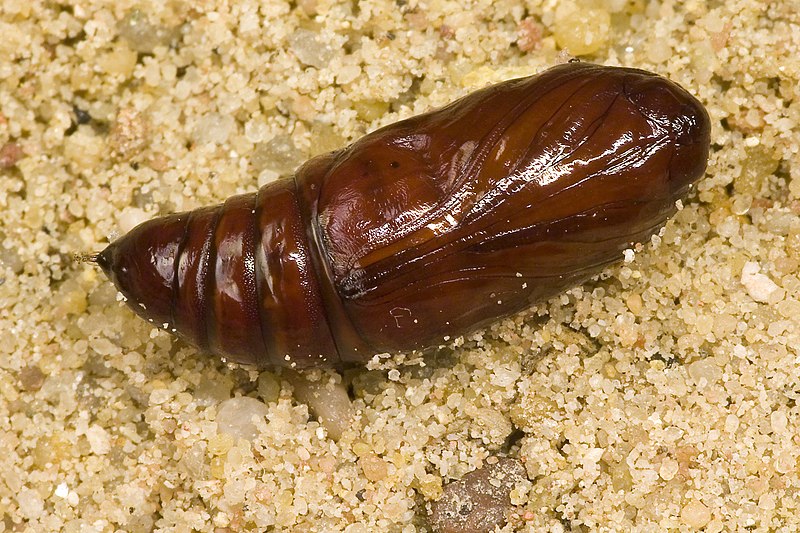 File:Phlogophora.meticulosa.pupa.6969.jpg