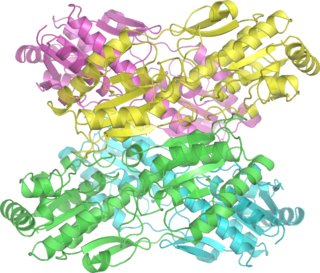 Phosphofructokinase 1