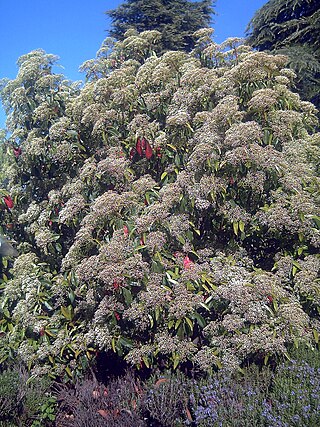 <i>Photinia serratifolia</i> Species of tree