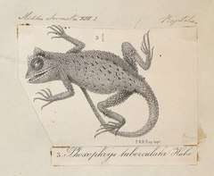 Description de l'image Phoxophrys tuberculata - 1700-1880 - Print - Iconographia Zoologica - Special Collections University of Amsterdam - UBA01 IZ12700079 (cropped).tif.