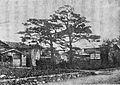 Pine trees Kawai House.jpg