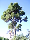 Драбніца для Pinus halepensis