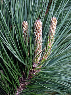 Pinus Radiata