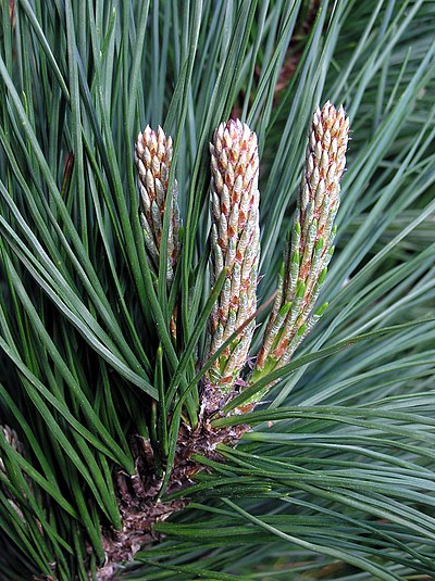 Pinus radiata detail