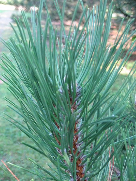 File:Pinus nigra laricio leaves 01 by Line1.JPG