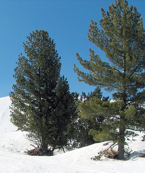 File:Pinus peuce Todorin.jpg