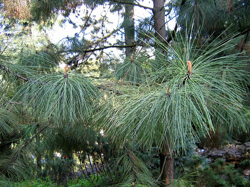 File:Pinus ponderosa Sosna żółta 2006-05-03 03.jpg