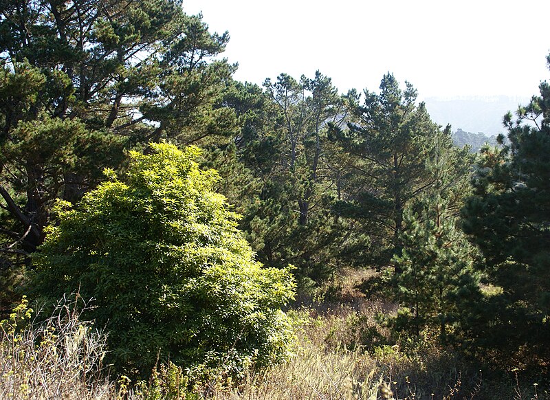 File:Pinus radiata forest Point Lobos.jpg