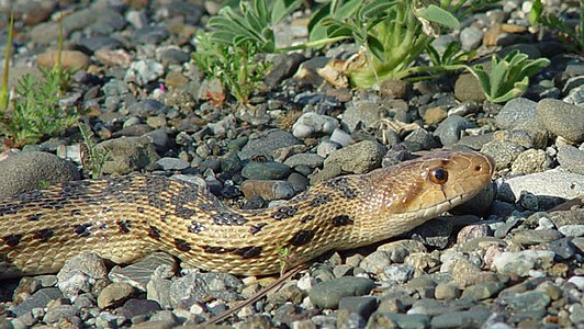 Pacific gophersnake (Pituophis catenifer catenifer), Alpine County, California (March 27, 2004)