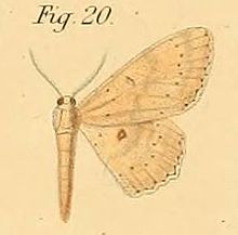 Pl.2-20-Anisodes deremptaria=Cyclophora lyciscaria (Guenee, 1858).JPG